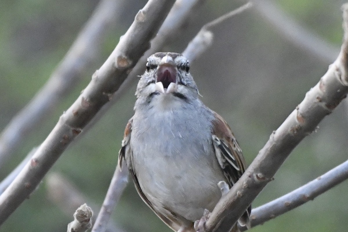 Cinnamon-tailed Sparrow - ML646742503