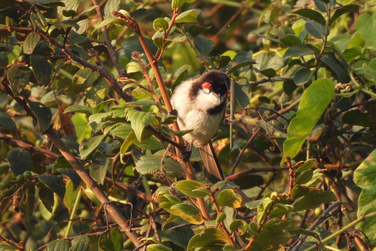 Red-whiskered Bulbul - ML646742505