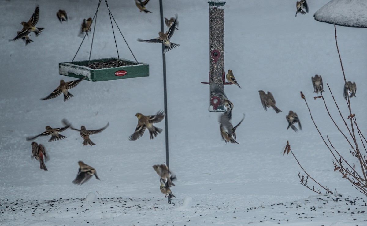 American Goldfinch - ML646742508