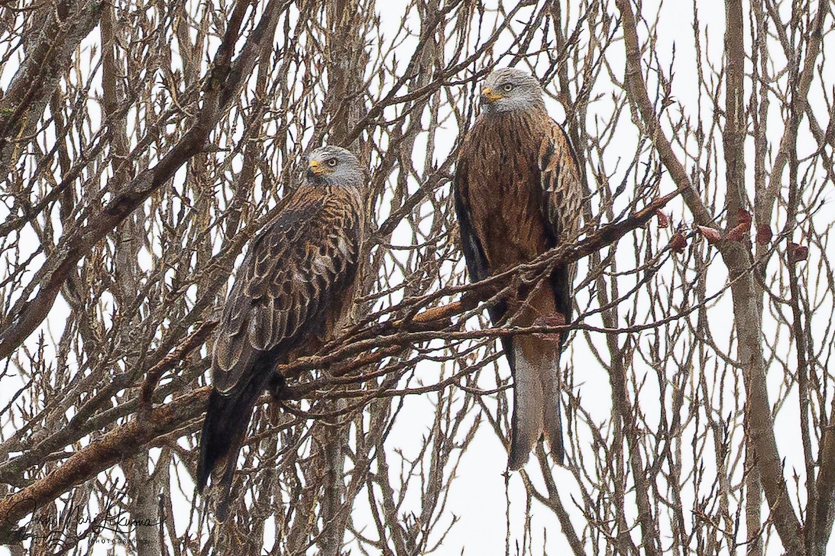 Красный коршун - ML646742512