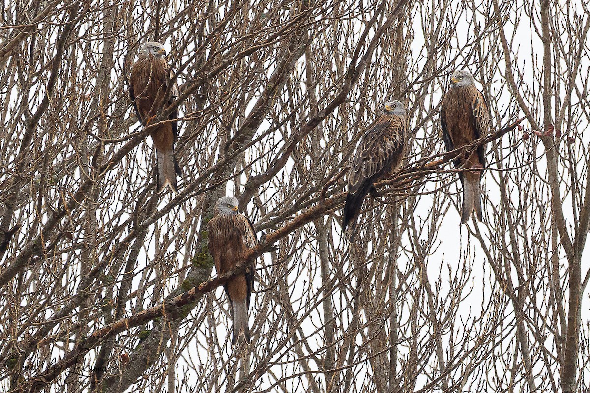 Красный коршун - ML646742513