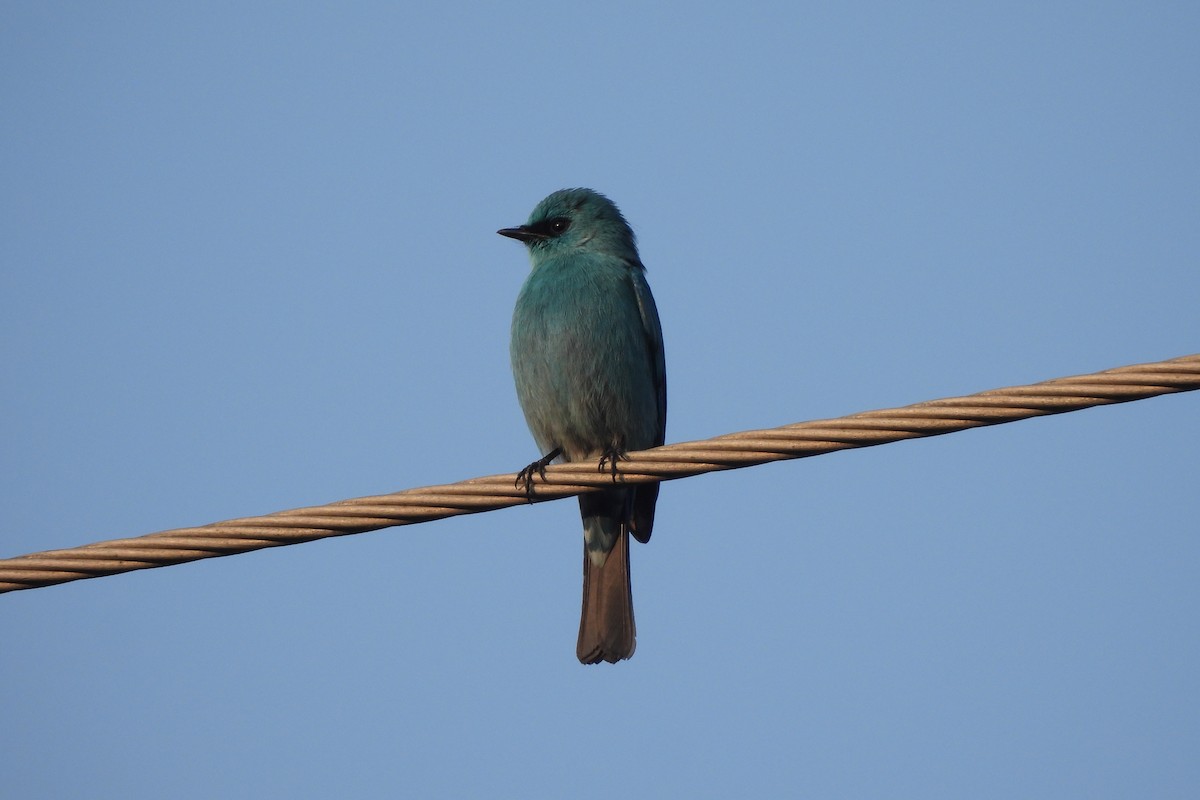 Verditer Flycatcher - ML646742516