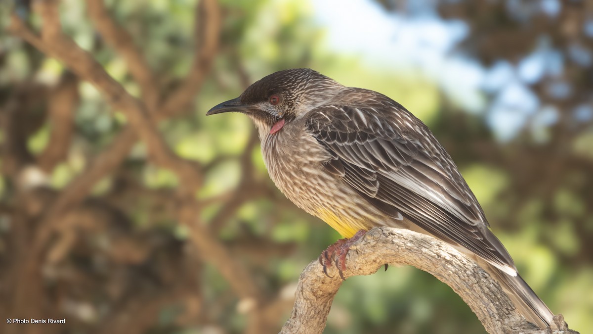 Red Wattlebird - ML646742518