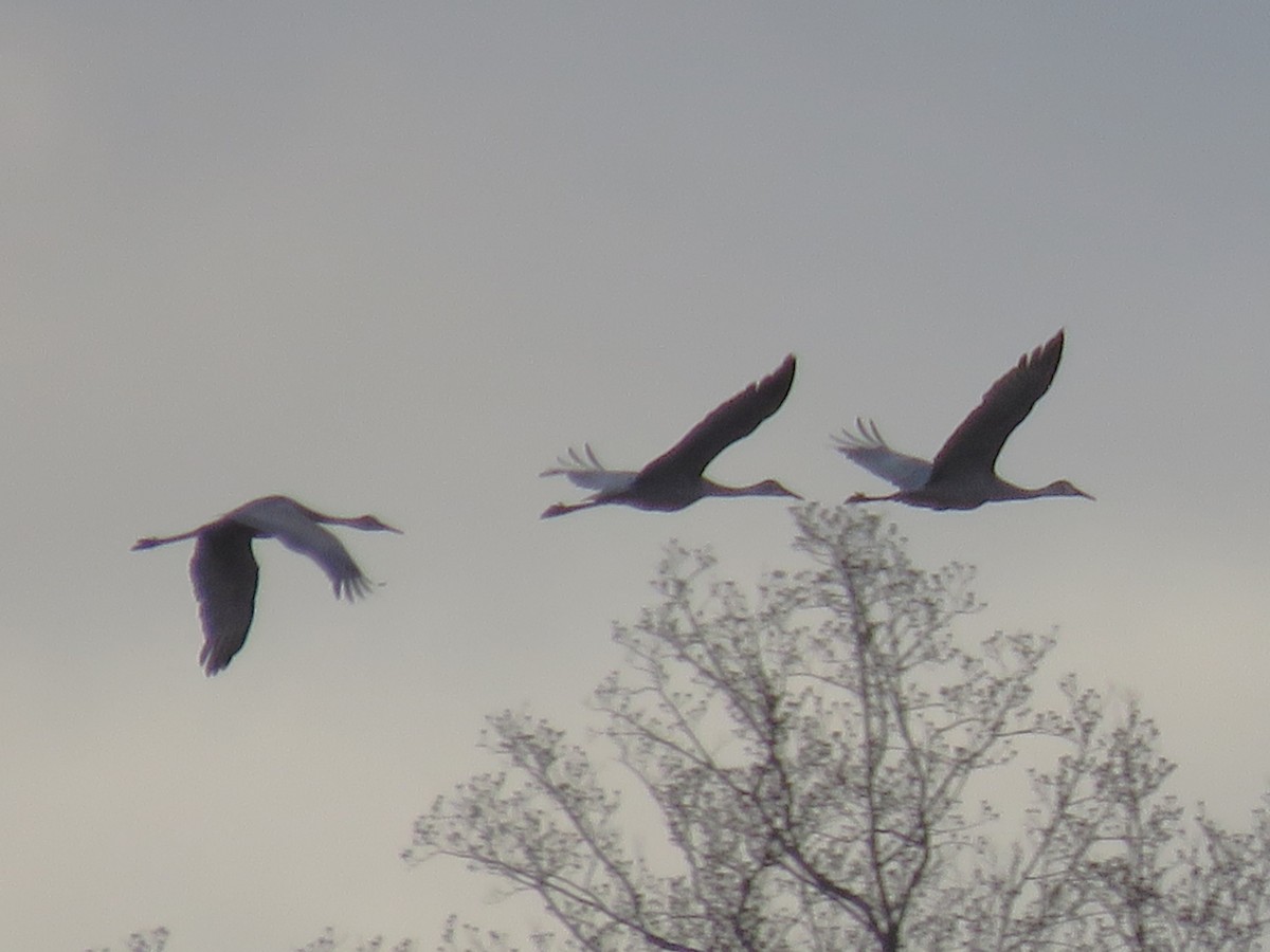 Канадский журавль - ML646742520