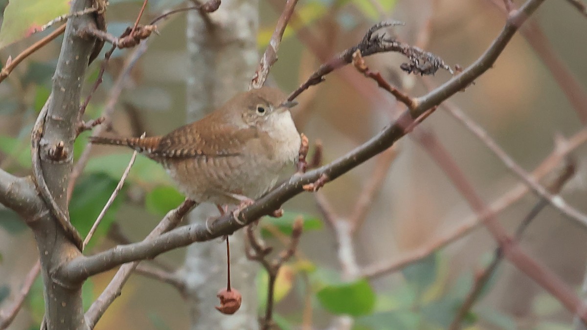 Chochín Criollo Norteño - ML646742521