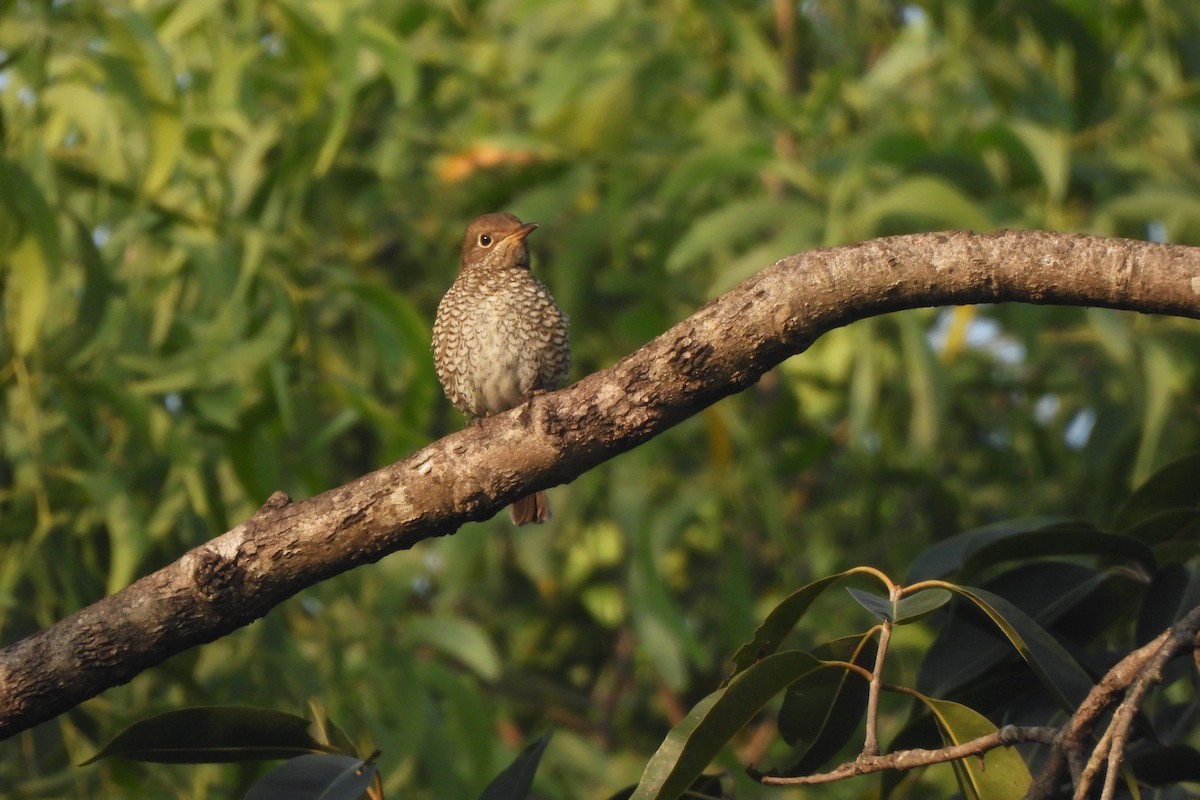 Blue-capped Rock-Thrush - ML646742534