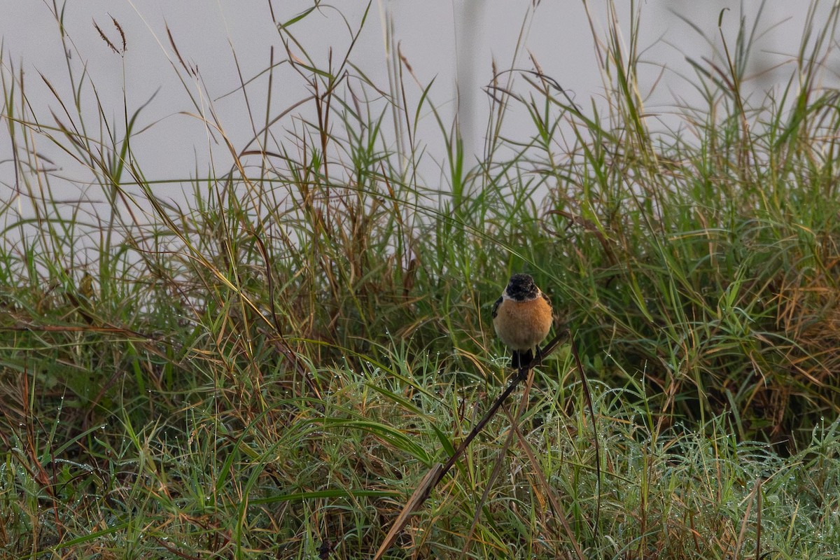 シベリアノビタキ - ML646742535