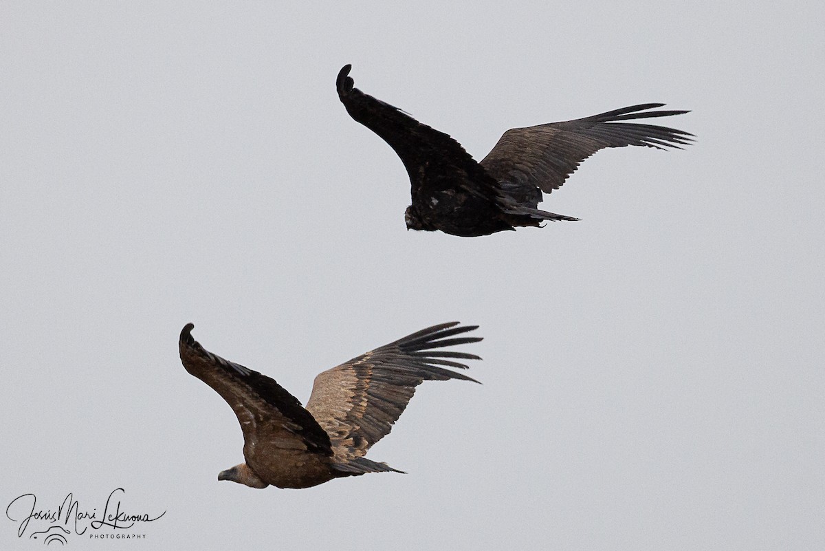 Чёрный гриф - ML646742537