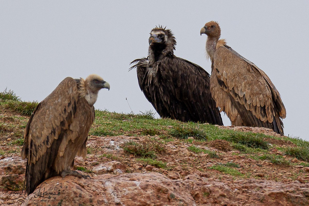 Чёрный гриф - ML646742540