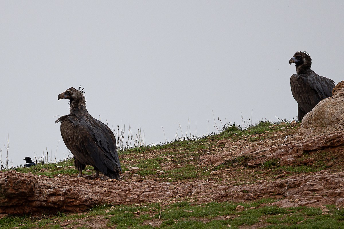 Чёрный гриф - ML646742541