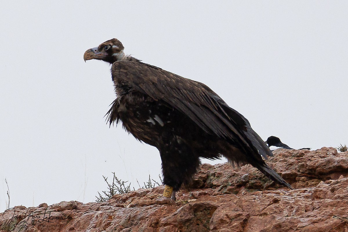 Чёрный гриф - ML646742542