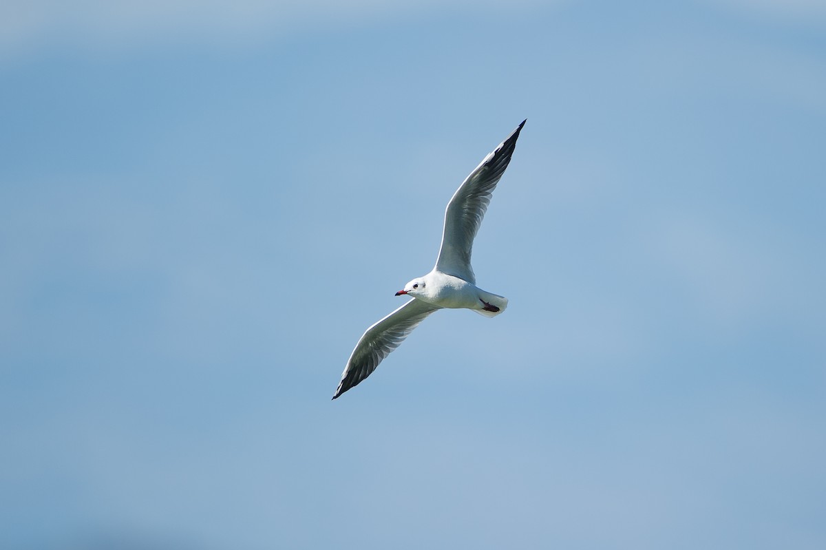 hettemåke - ML646742545