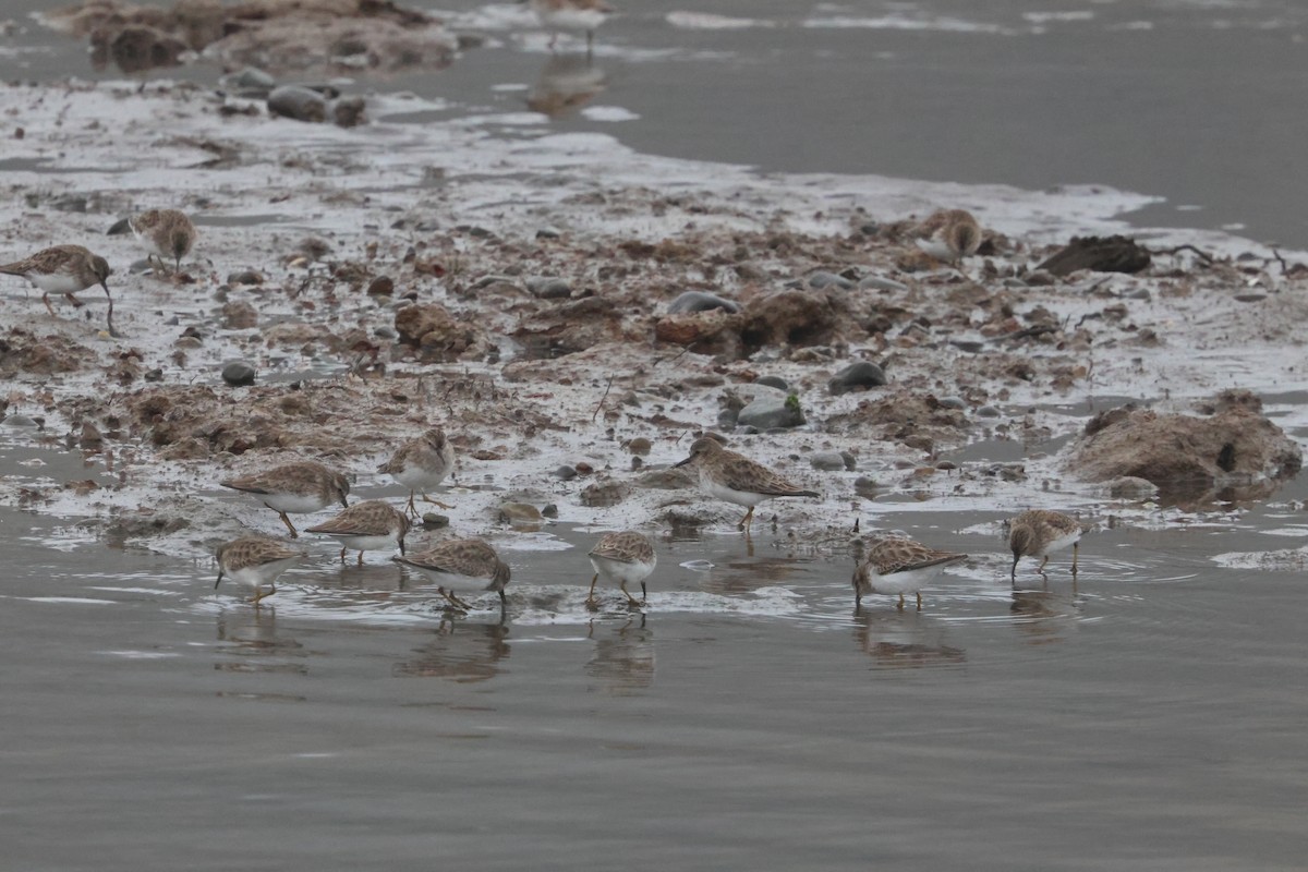 Cüce Kumkuşu - ML646742546