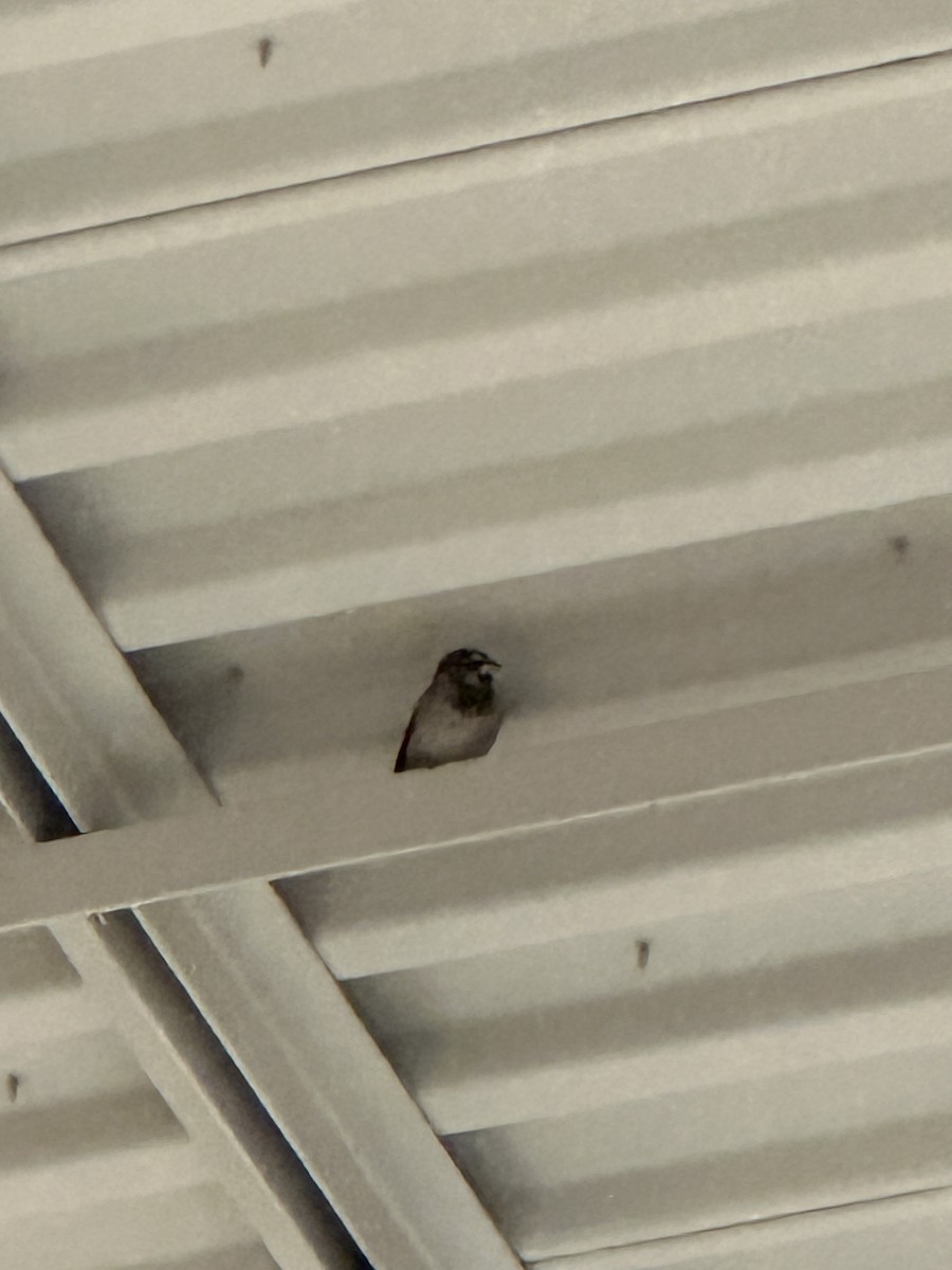 House Sparrow - ML646742548