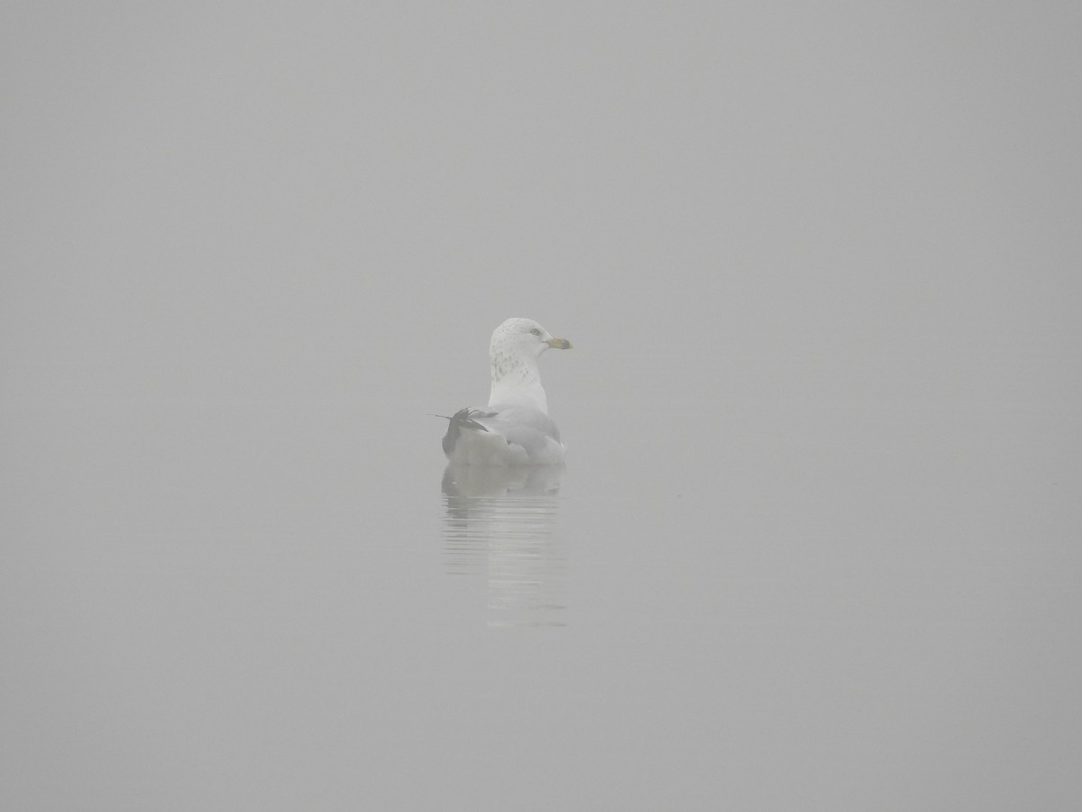 Ring-billed Gull - ML646742551