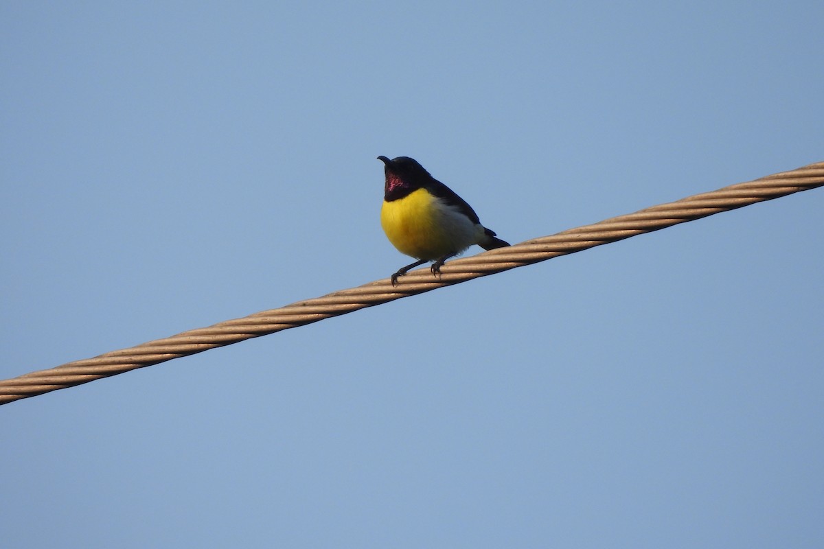Purple-rumped Sunbird - ML646742552