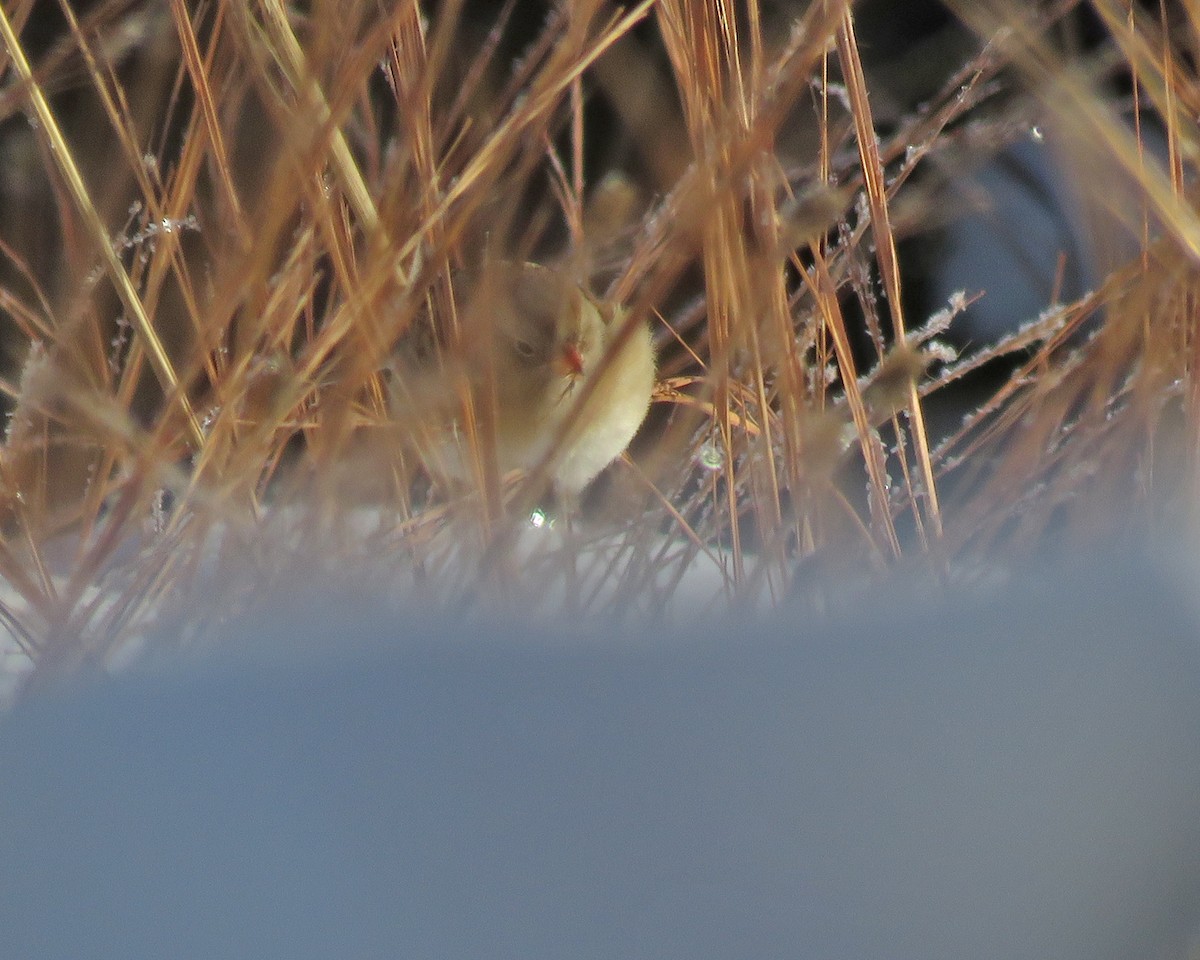 Tarla Serçesi - ML646742554