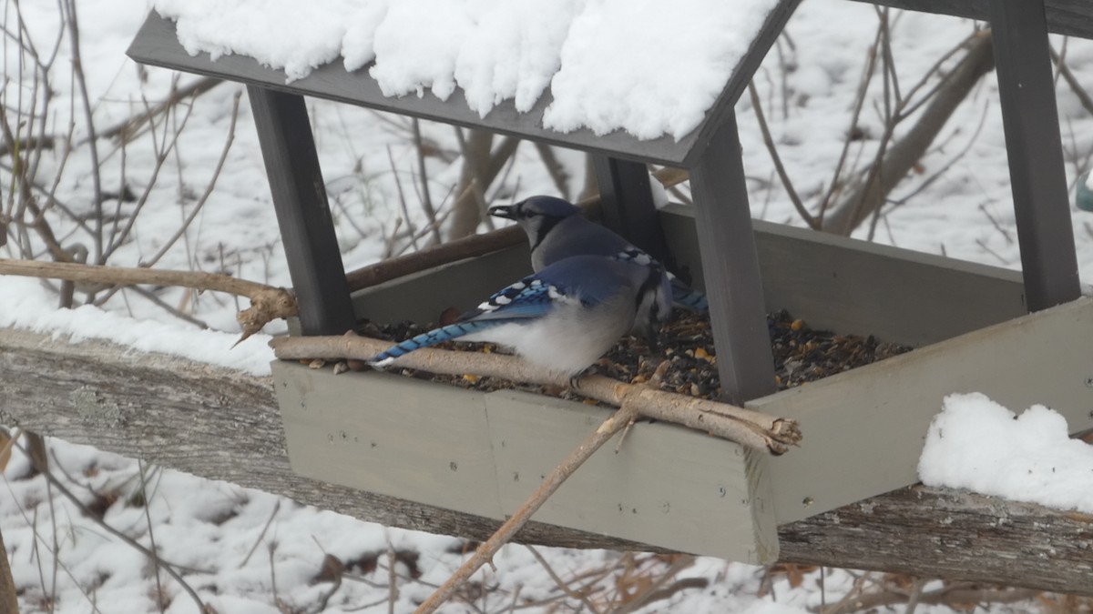 Blue Jay - ML646742555