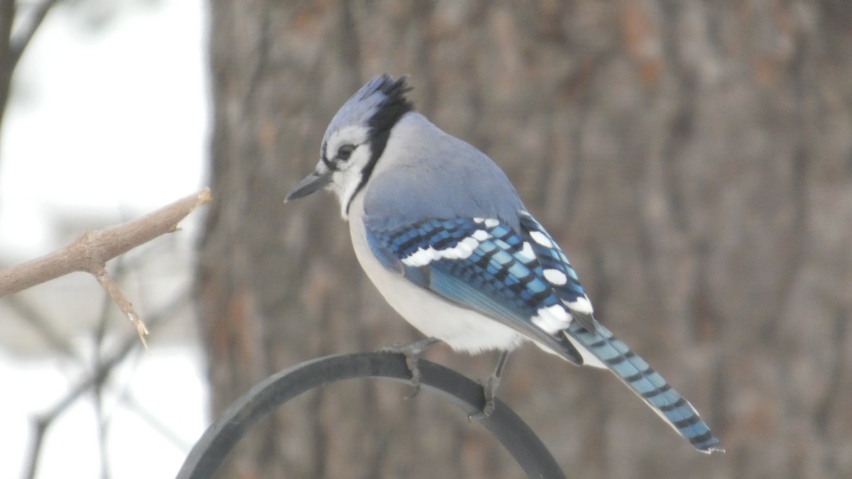 Blue Jay - ML646742556