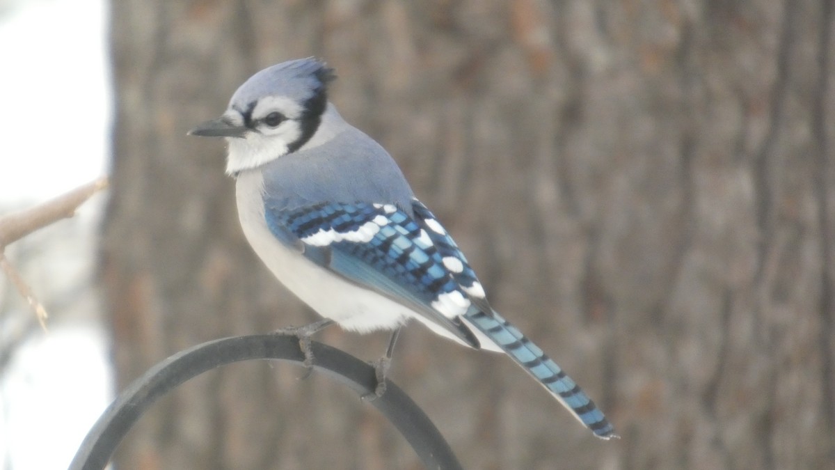 Blue Jay - ML646742557