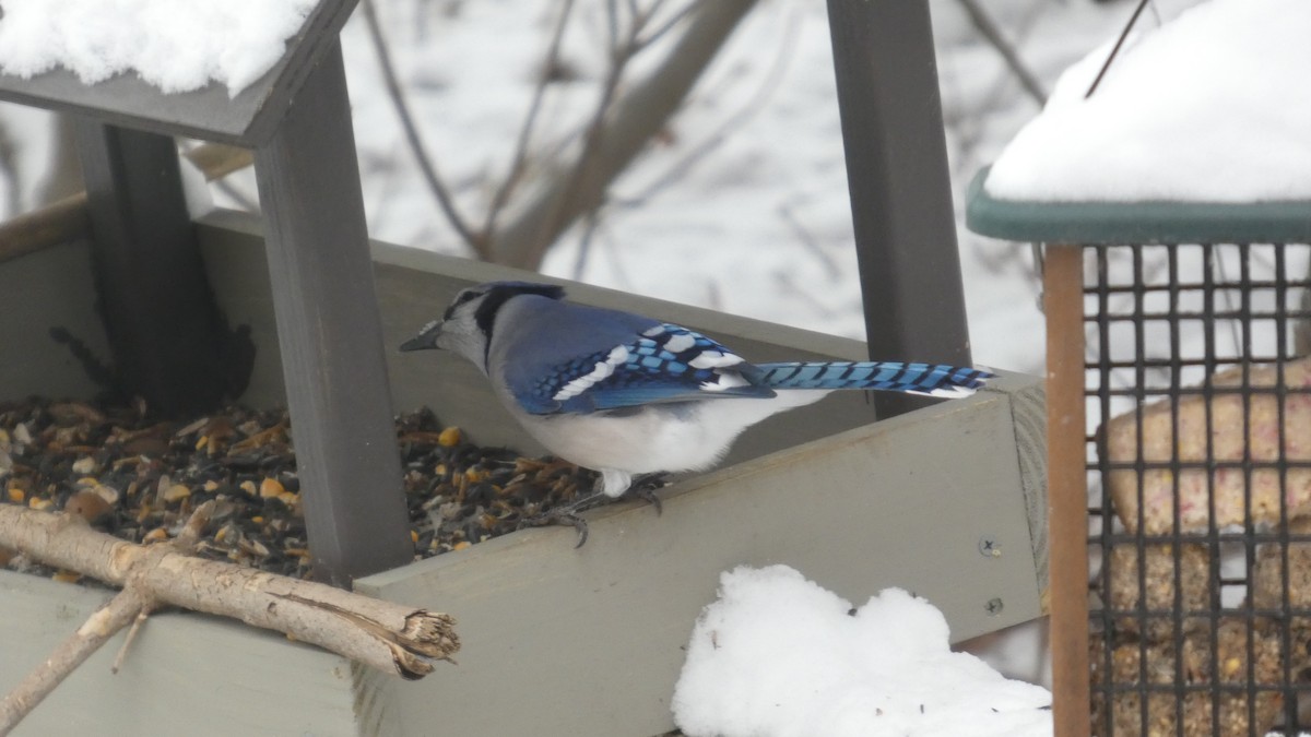Blue Jay - ML646742558