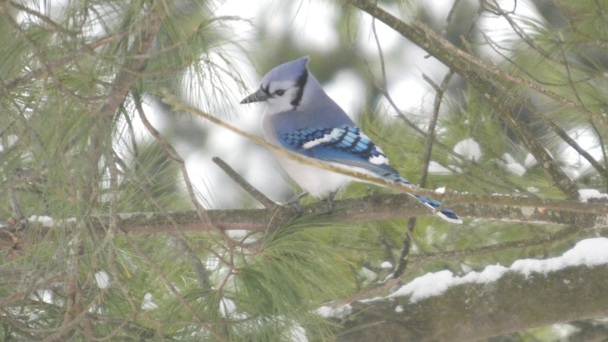 Blue Jay - ML646742559