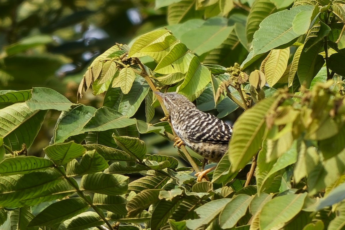 střízlík proužkovaný - ML646742563