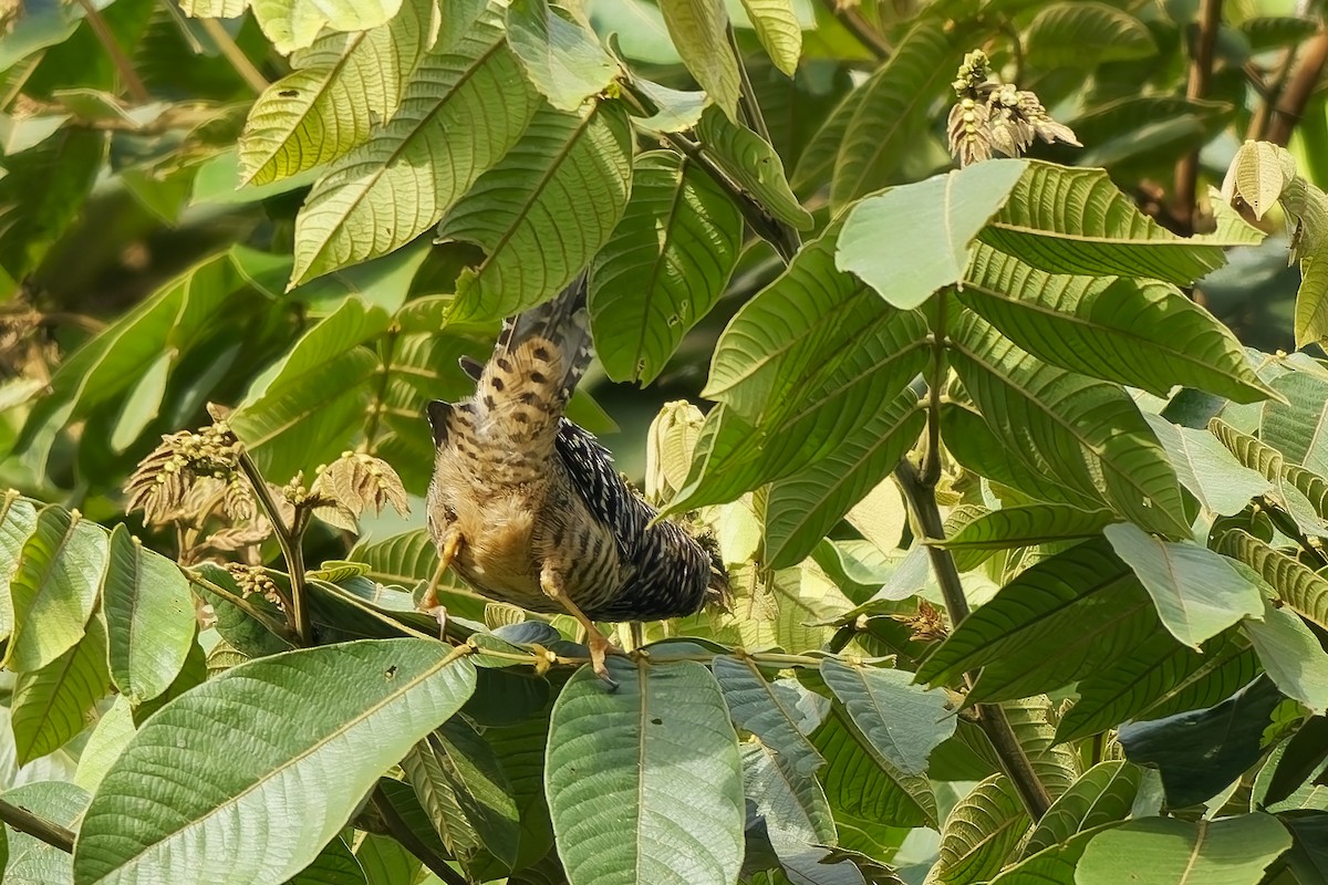 střízlík proužkovaný - ML646742564