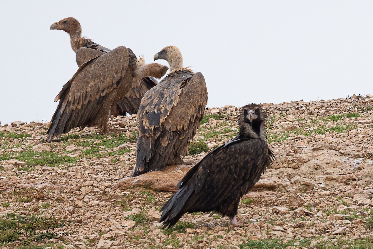 Белоголовый сип - ML646742566