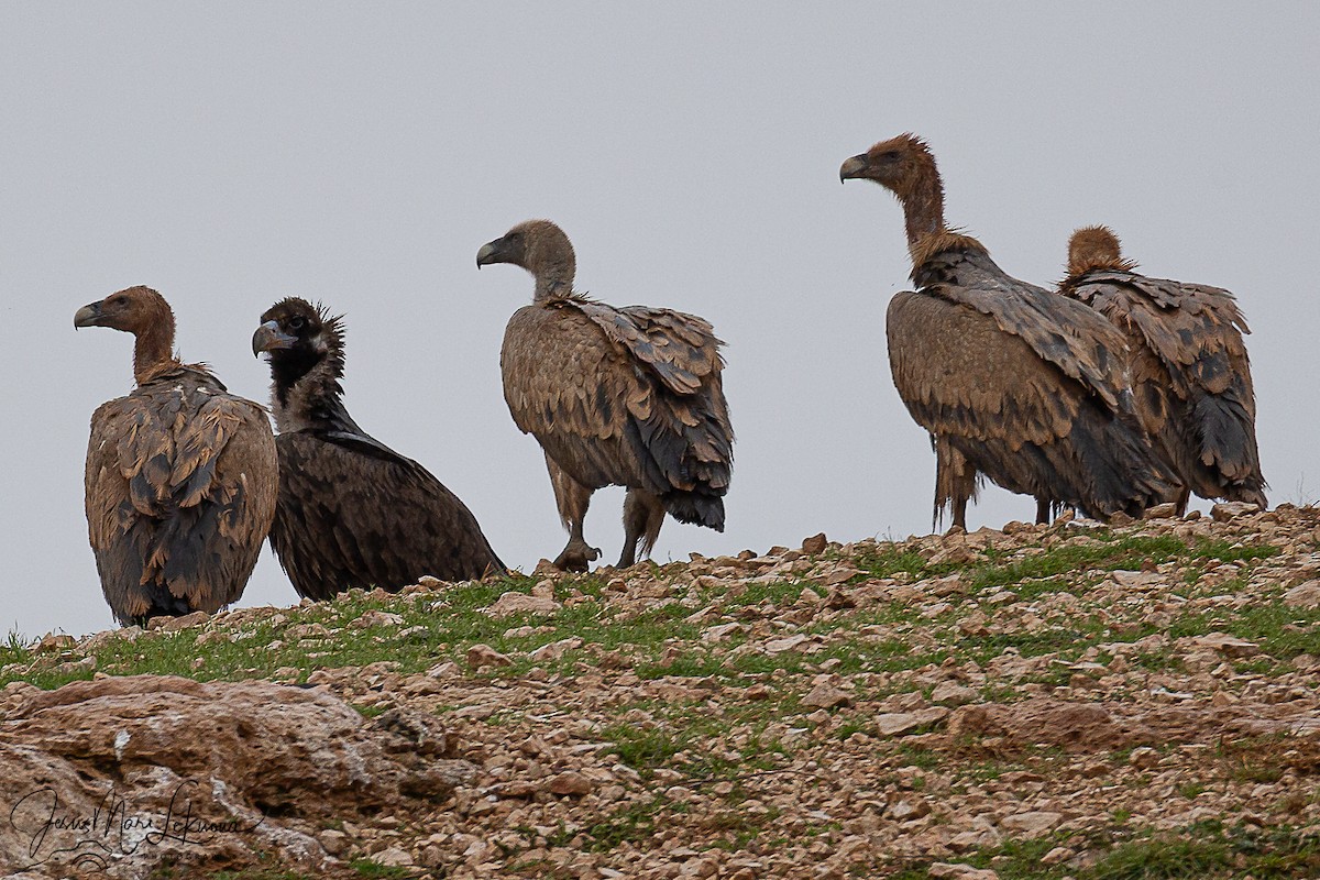 Белоголовый сип - ML646742567