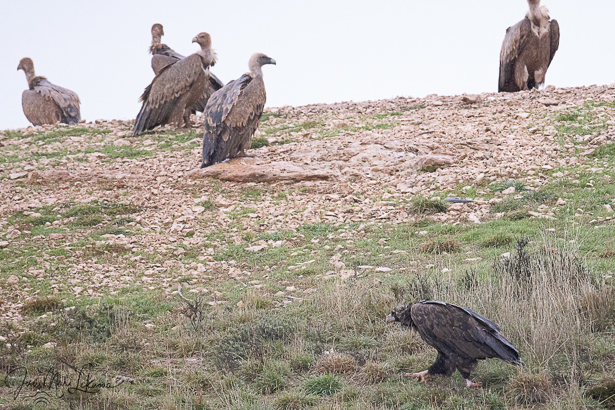 Белоголовый сип - ML646742568