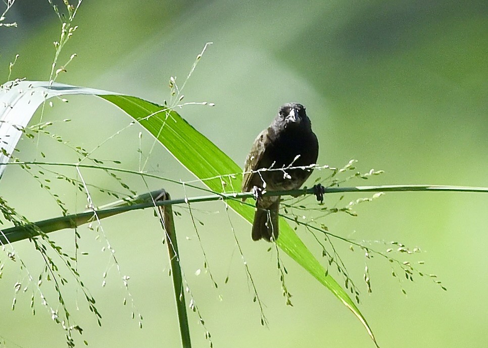 Black-faced Grassquit - ML646742569