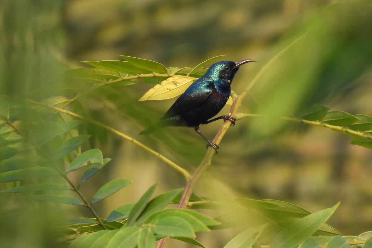 Purple Sunbird - ML646742570