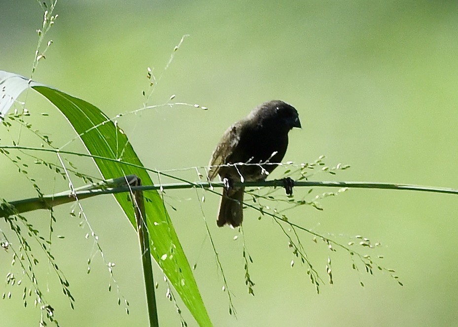 Black-faced Grassquit - ML646742571