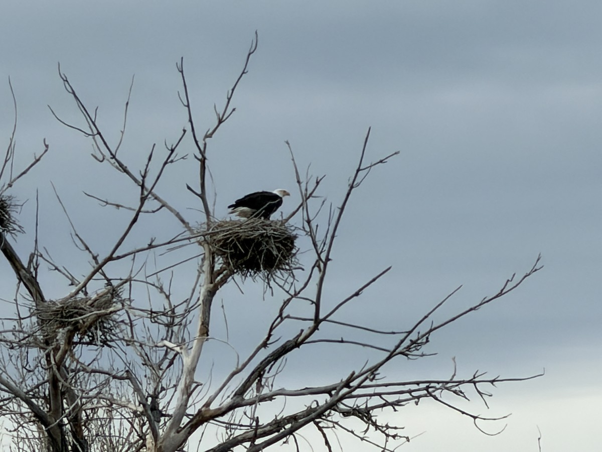 Орлан білоголовий - ML646742572