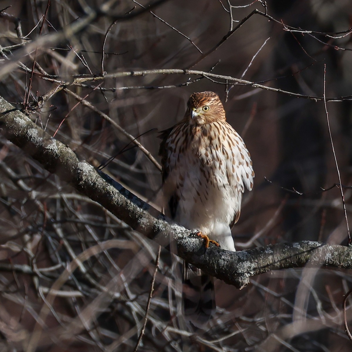 Cooper's Hawk - ML646742573