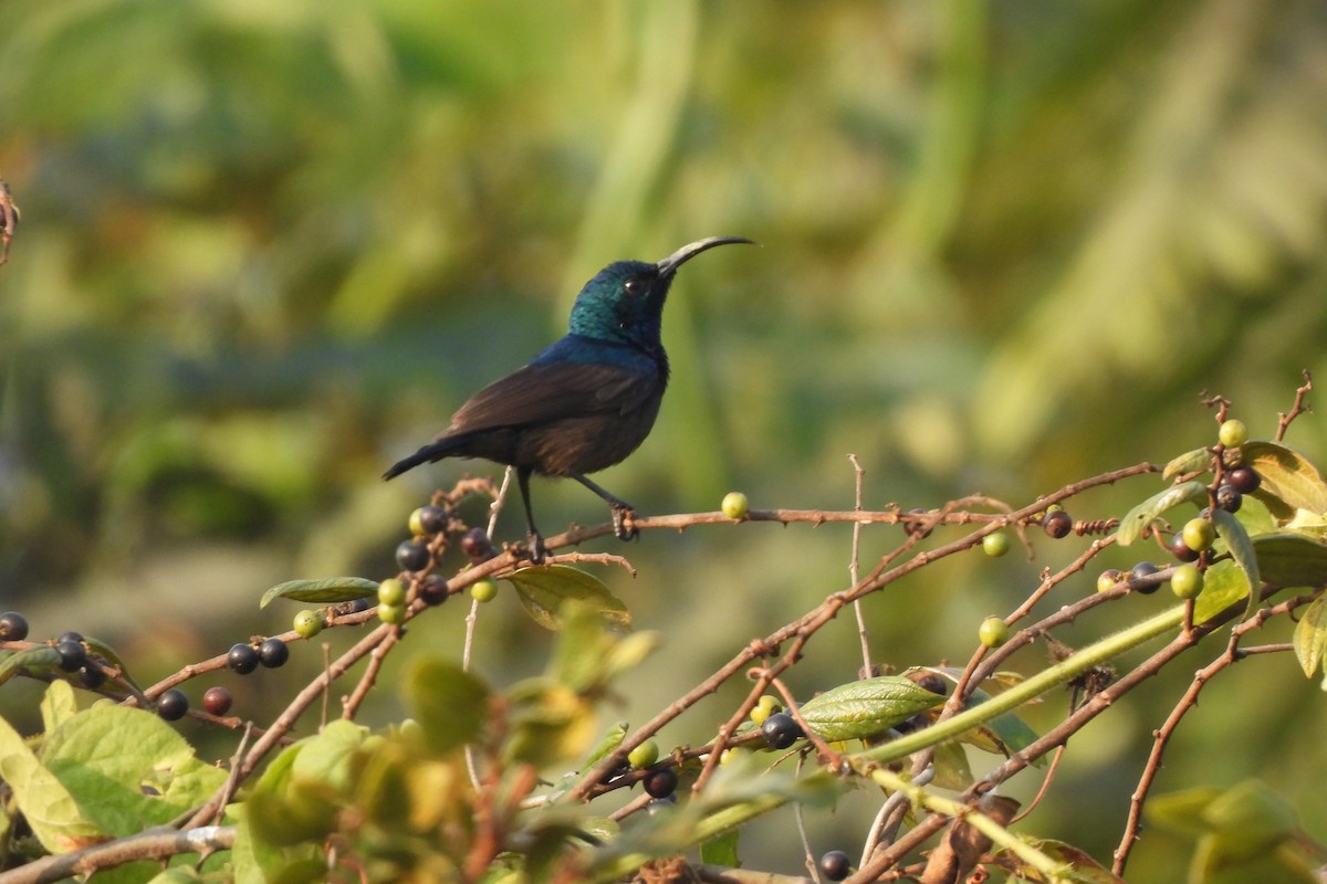 Loten's Sunbird - ML646742576