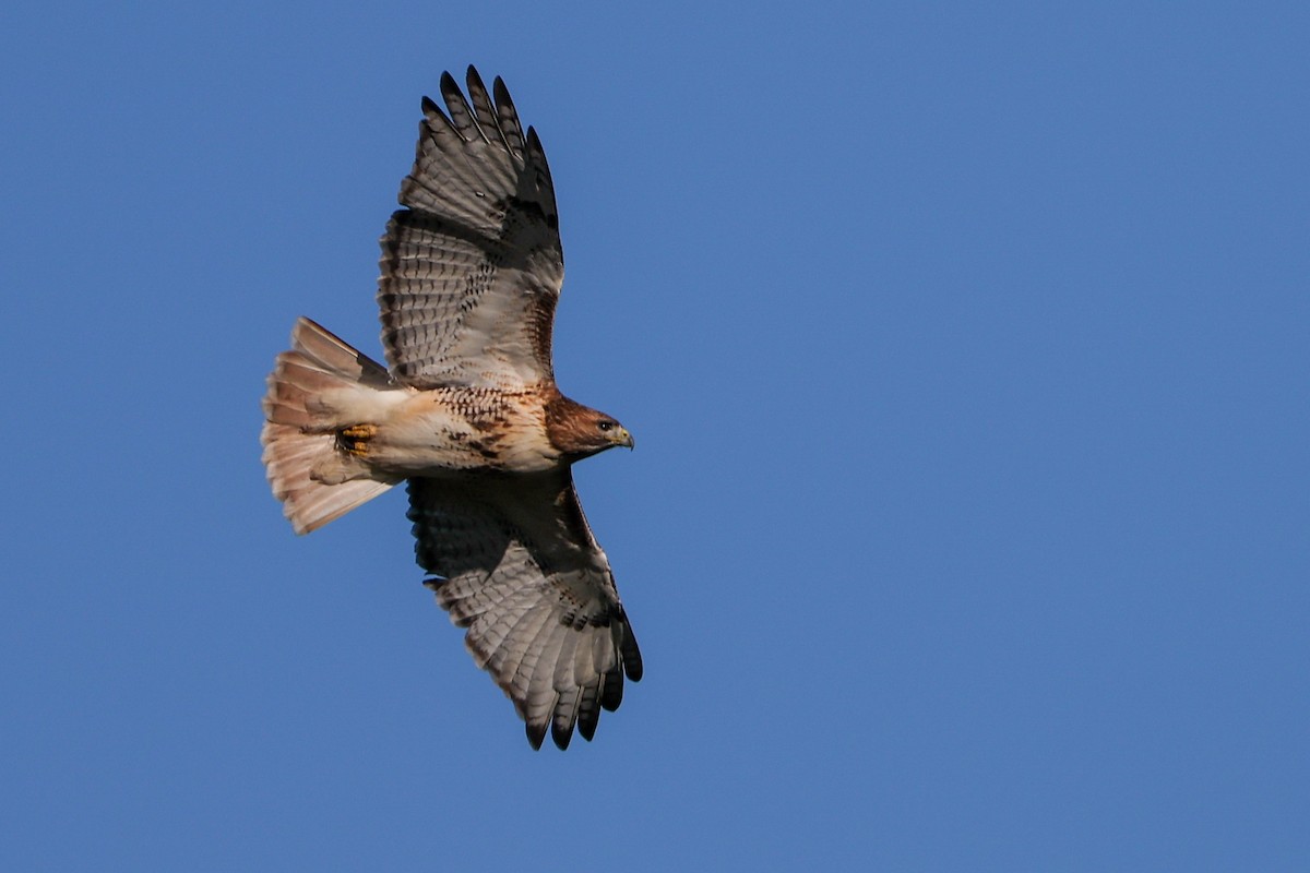 Red-tailed Hawk - ML646742581