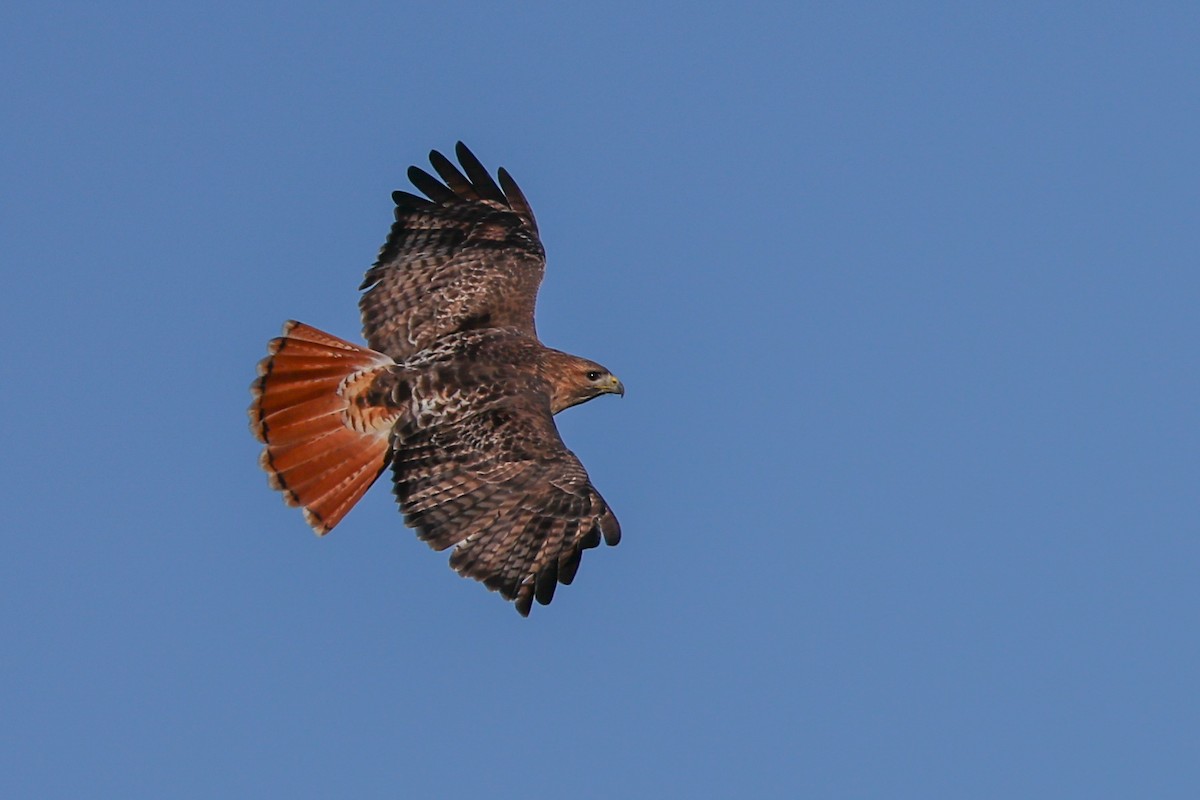 Red-tailed Hawk - ML646742582