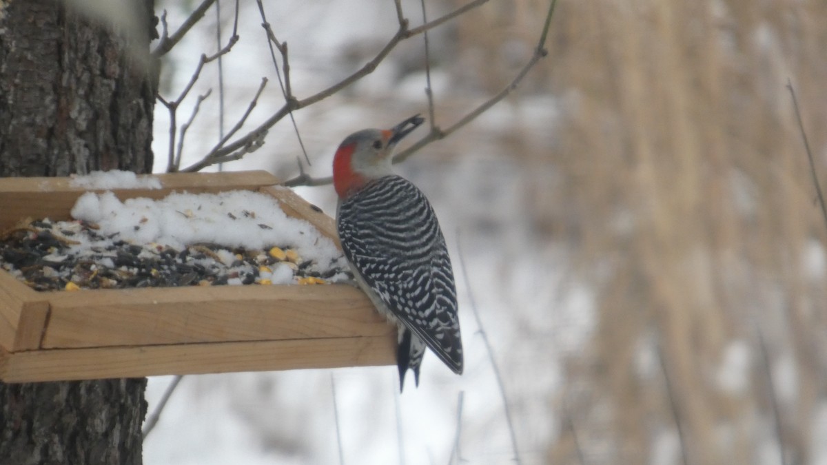 Red-bellied Woodpecker - ML646742583