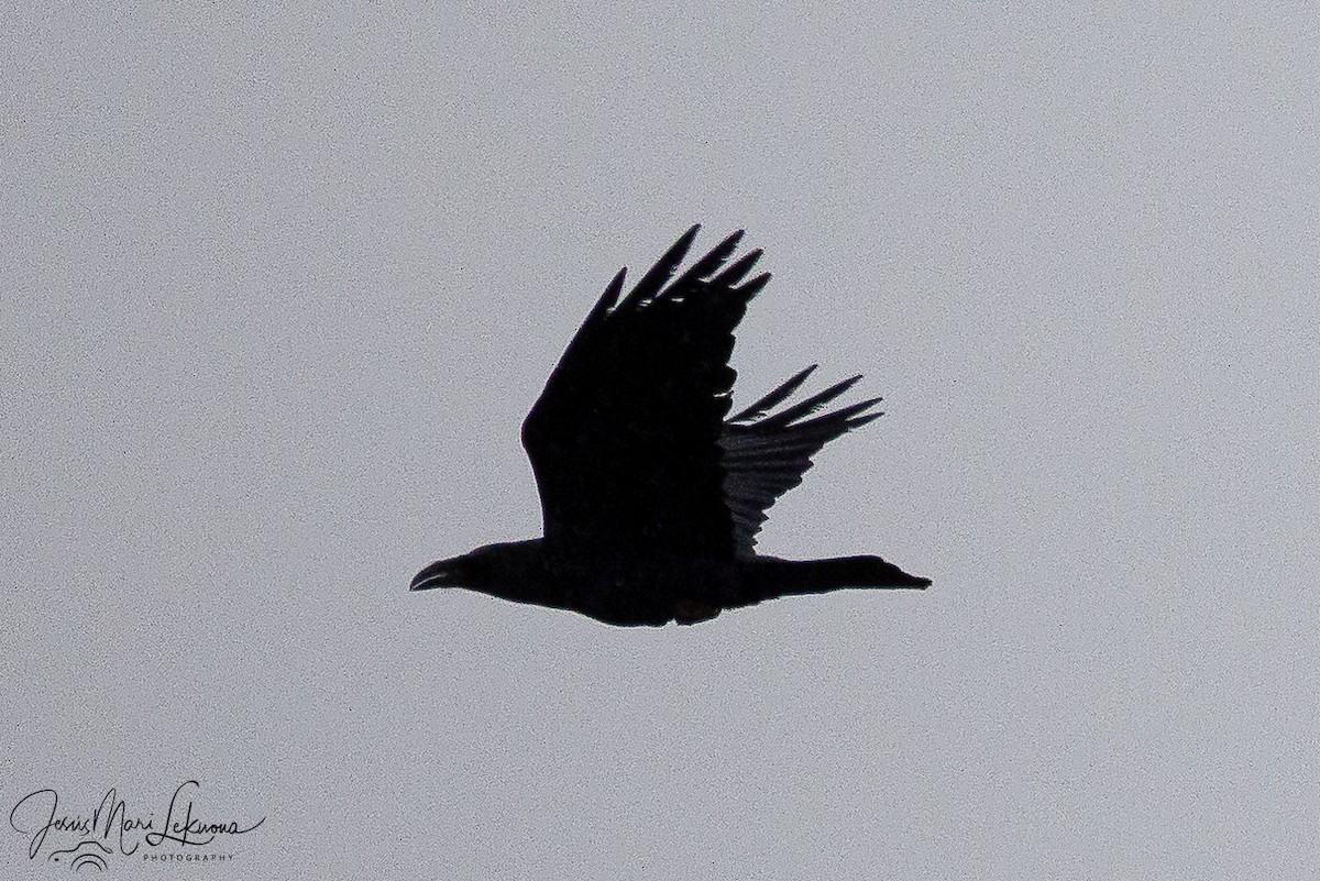 עורב שחור - ML646742585