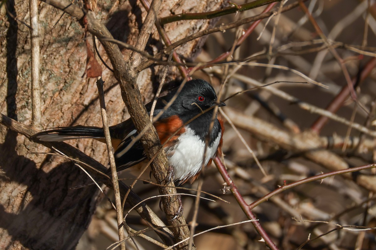 Eastern Towhee - ML646742586