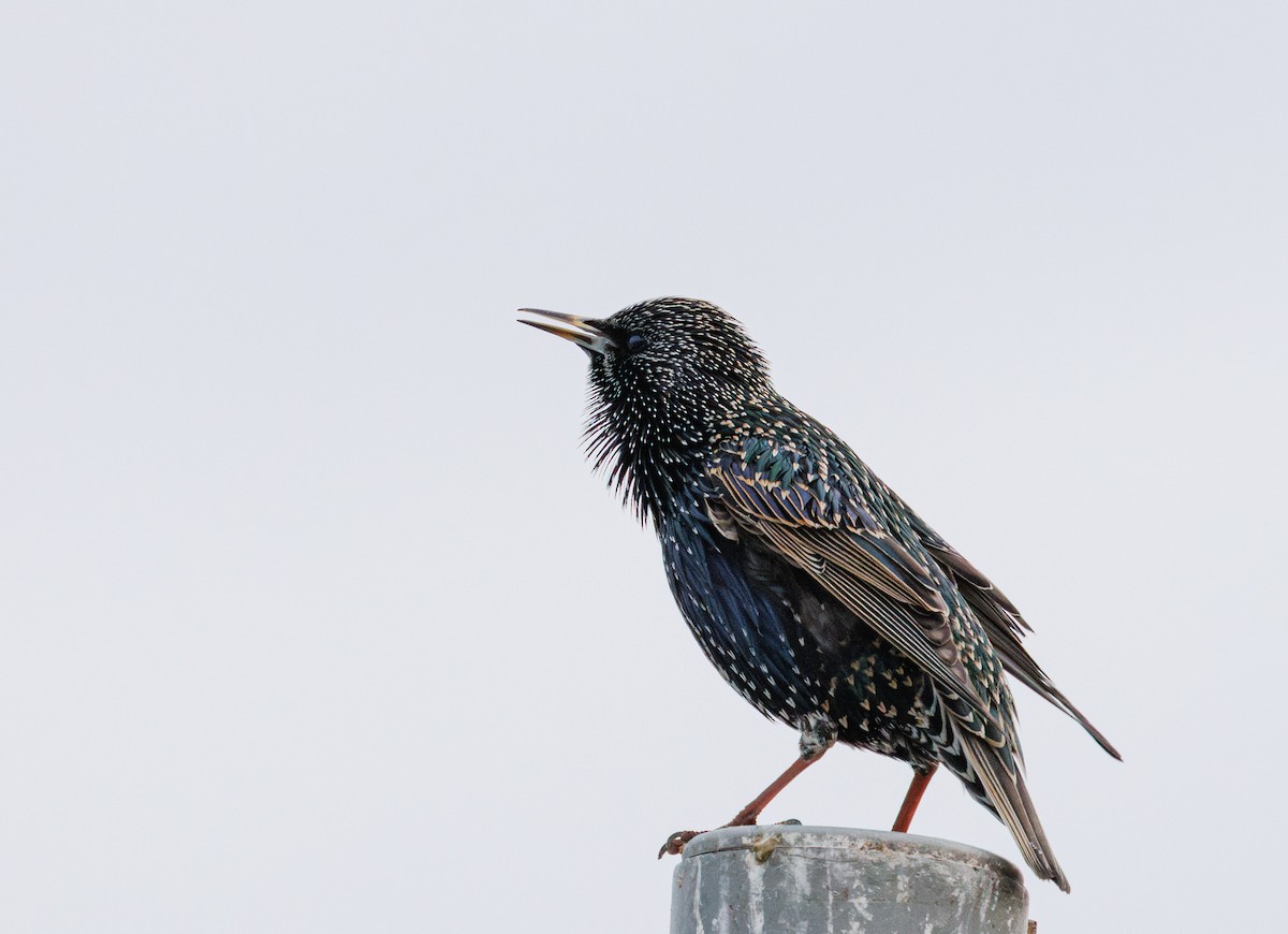 European Starling - ML646742587