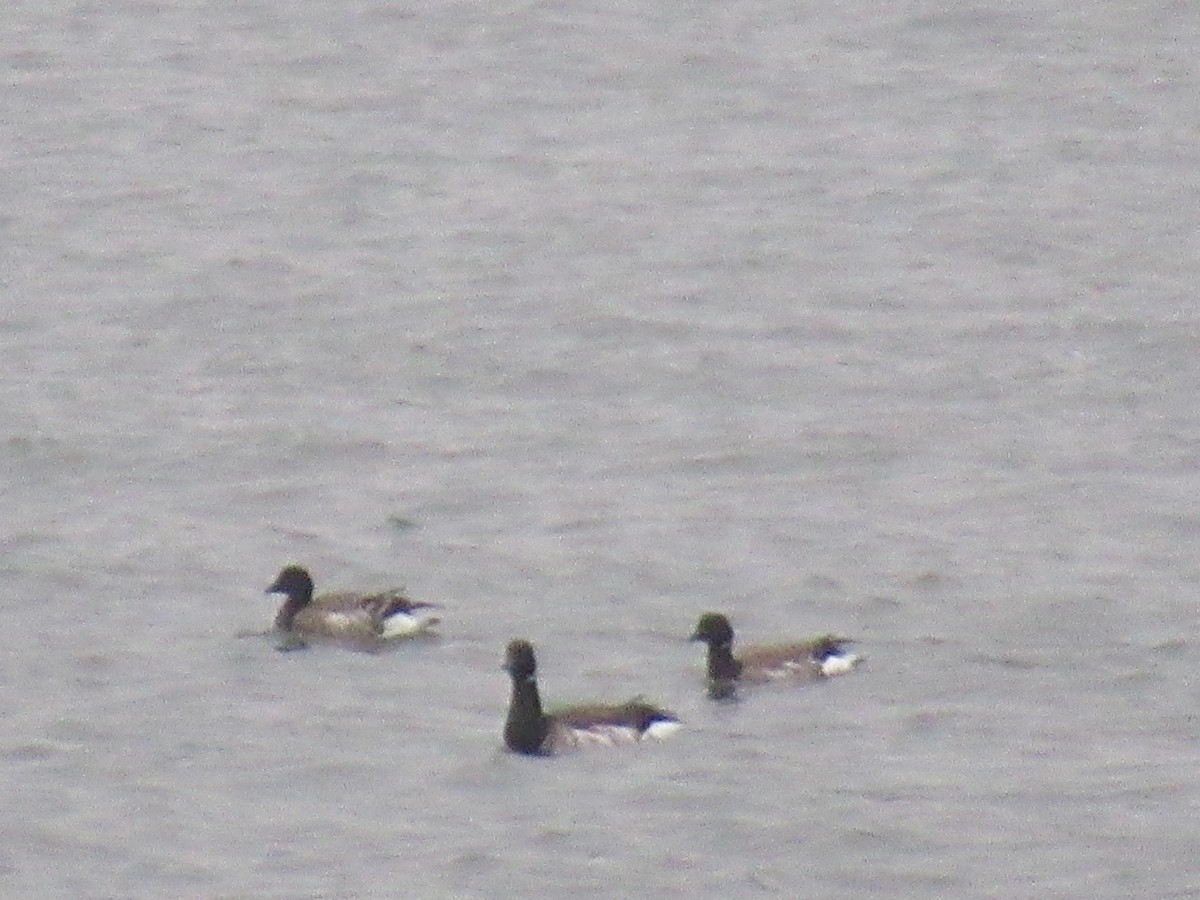 Bernache cravant - ML646742590