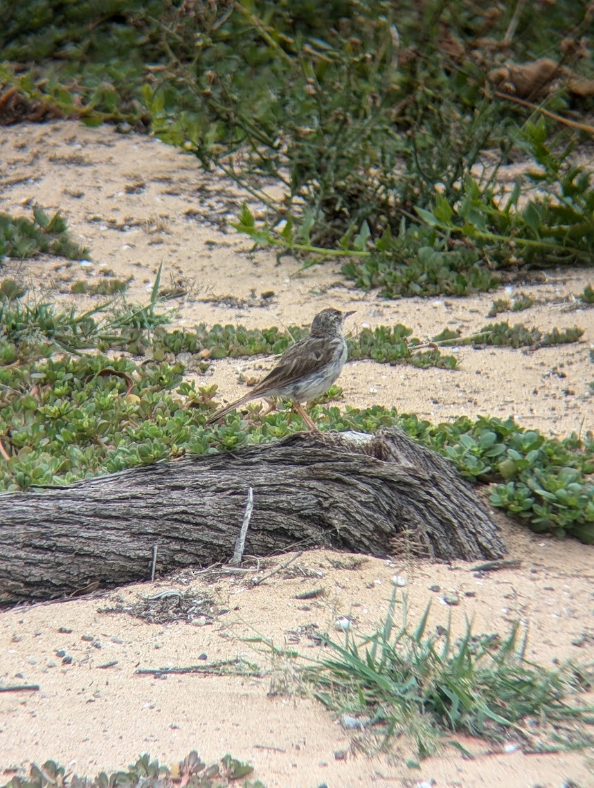 Berthelot's Pipit - ML646742591