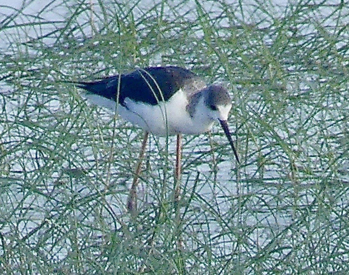 Zankaluze eurasiarra - ML646742593