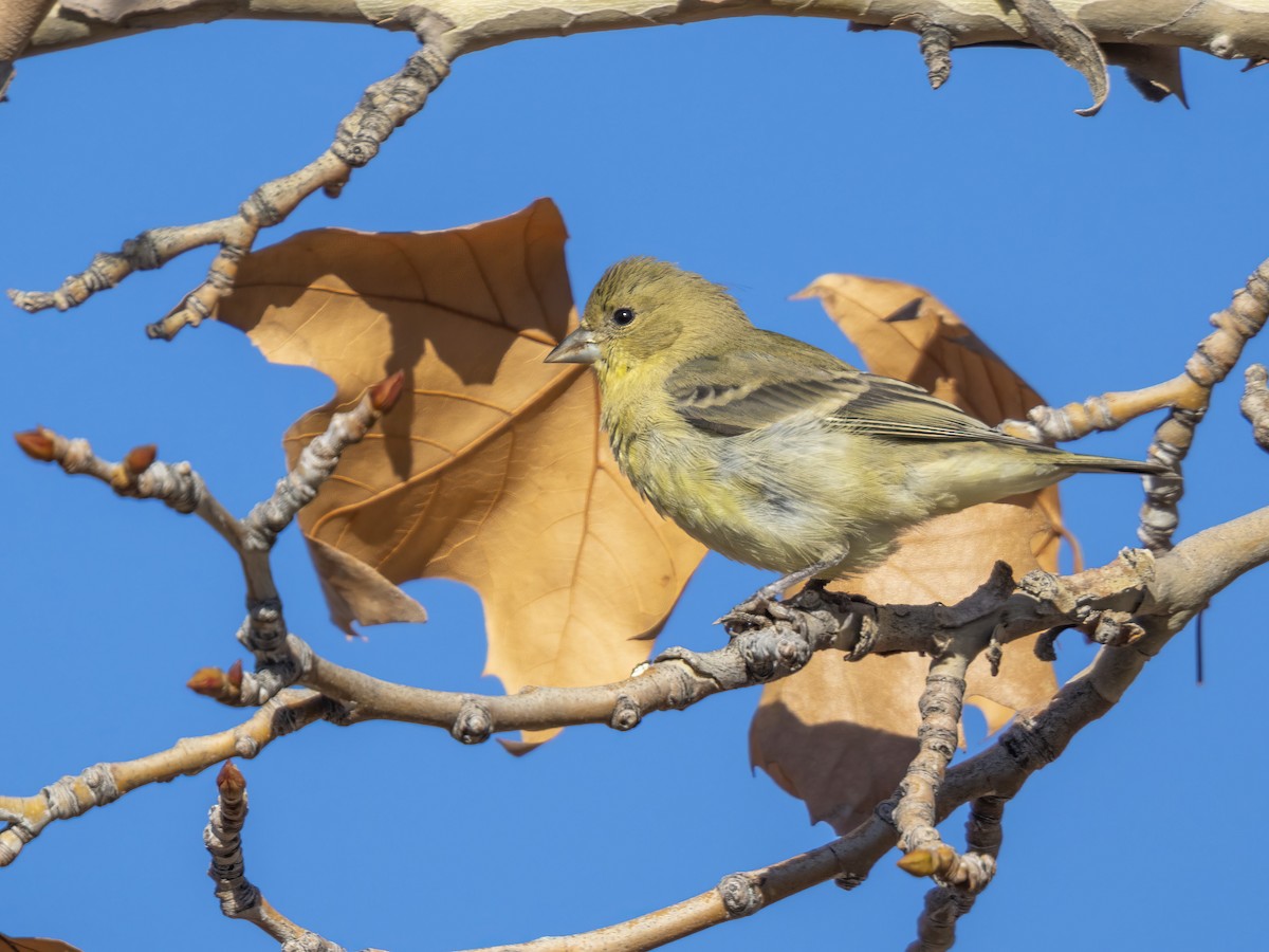 Lesser Goldfinch - ML646742599