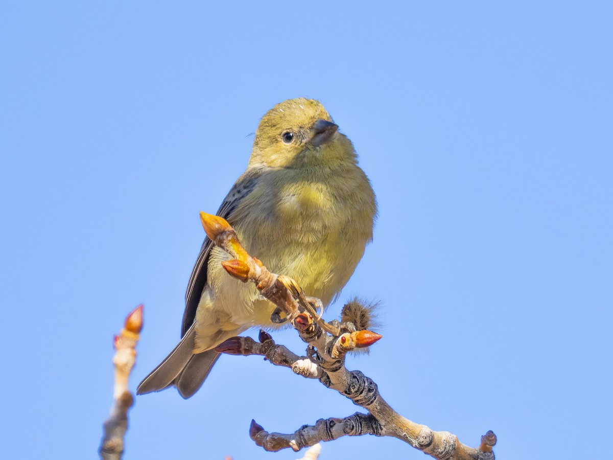 Lesser Goldfinch - ML646742600