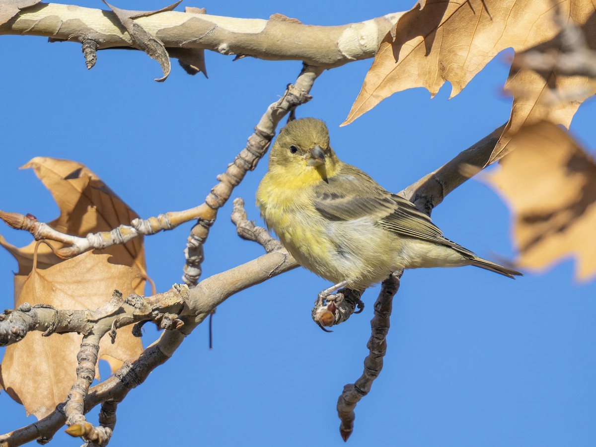 Lesser Goldfinch - ML646742601