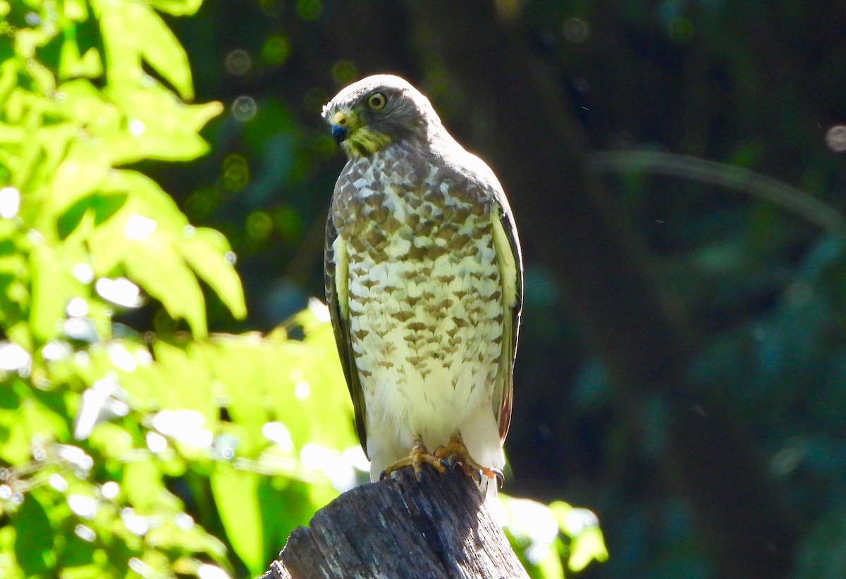 Broad-winged Hawk - ML646742602